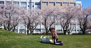 full blossam eyecatch